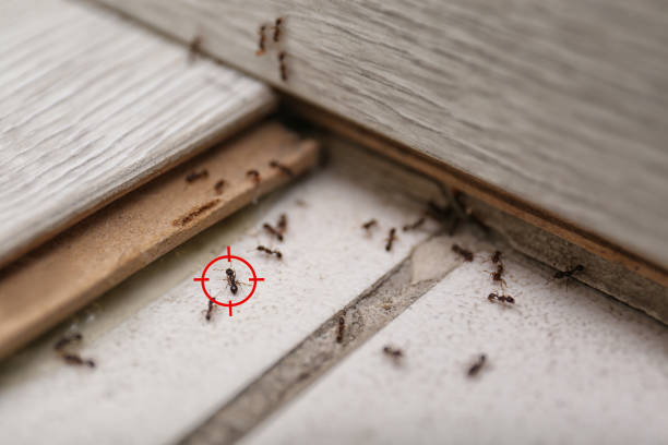 Best Termite Control Services  in Catoosa, OK